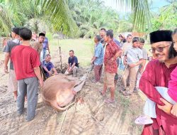 Jumlah Hewan Kurban di Aceh Tamiang 2.382 Ekor, Pemeriksaan Kesehatan Gratis
