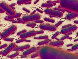 Bagaimana Bakteri Asam Laktat Bisa Mengubah Hidup