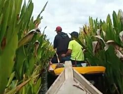 Menikmati Wisata Petualangan Lae Treup di Belantara Rawa Singkil