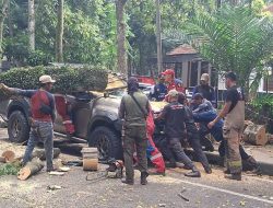 Status Siaga Darurat Bencana Hidrometeorologi BPBD DIY Catat 5 Orang Meninggal Akibat Pohon Tumbang