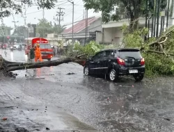 Hujan dan Angin Kencang di Blitar Toyota Agya Tertimpa Pohon saat Melaju di Jalan
